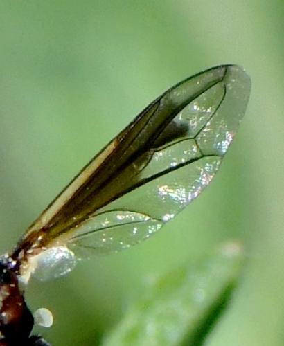 Physocephala sp.